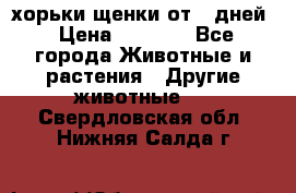 хорьки щенки от 35дней › Цена ­ 4 000 - Все города Животные и растения » Другие животные   . Свердловская обл.,Нижняя Салда г.